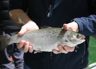 Another first – biggest hatchery-grown salmon go to sea